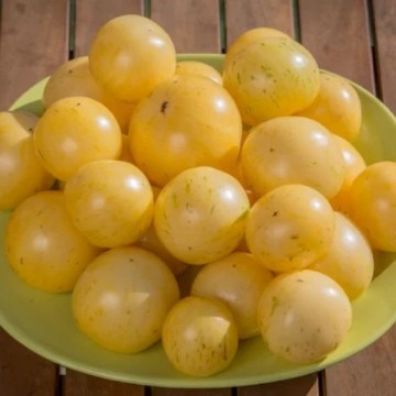 Blonde Boar Tomato Seeds