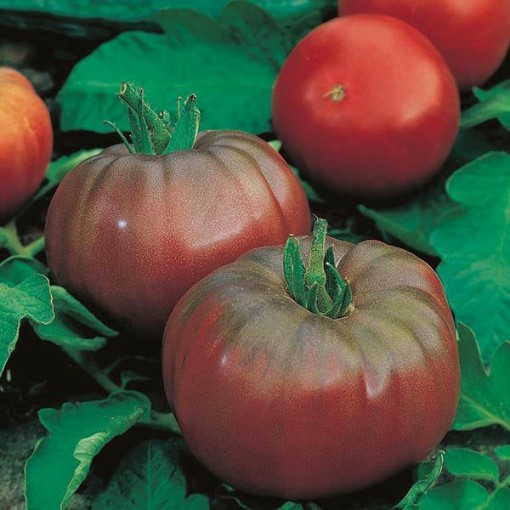 Russian Black Tomato
