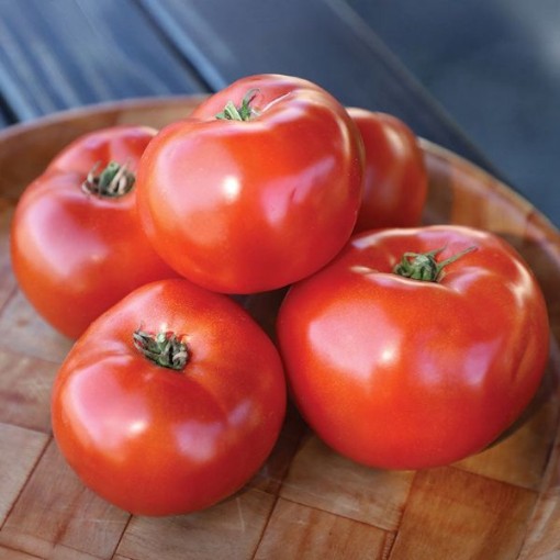 Roadster Tomato