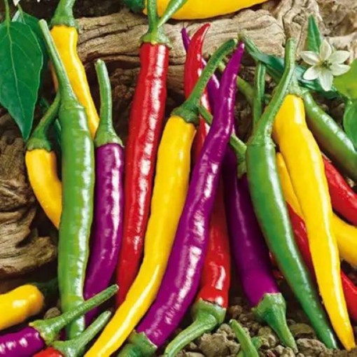 Cayenne Fiesta Blend Peppers