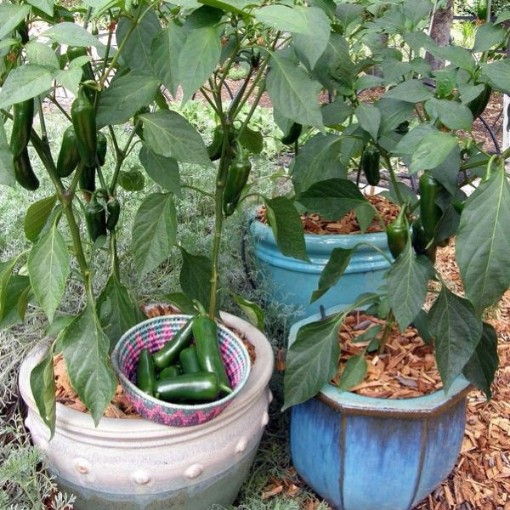 Early Flame Jalapeno Peppers