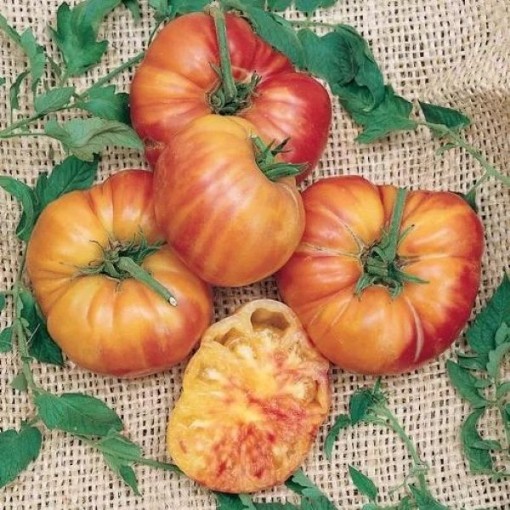 Big Rainbow Tomato