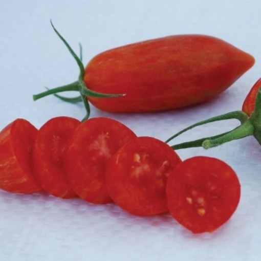Prairie Fire Tomato