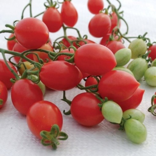 Pink Champagne Tomato