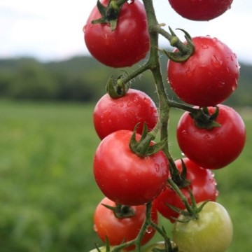 Tomato P | Reimer Seeds