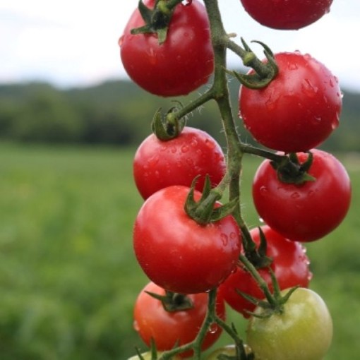 Pink Pixie Tomato