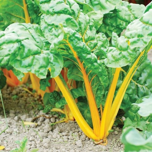 Orange Fantasia Swiss Chard