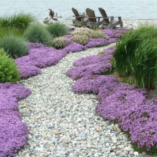 Mother of Thyme