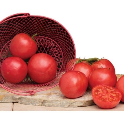 Pink A Licious Tomato