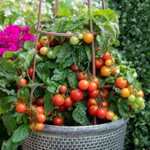 Partyball Tomato