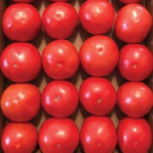 Patsy Tomato