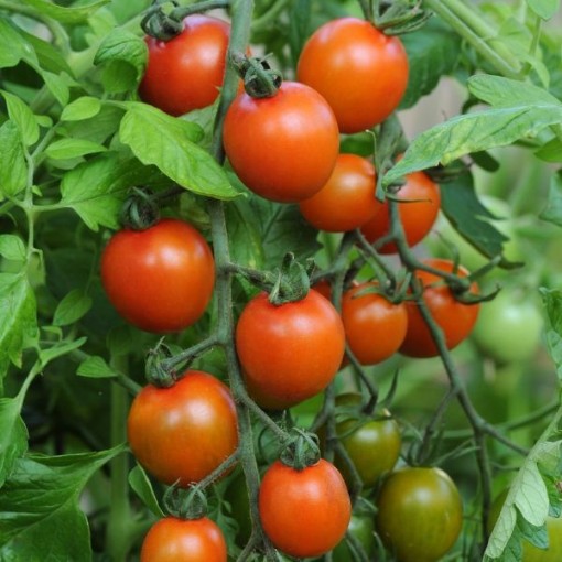 Orange Zinger Tomato