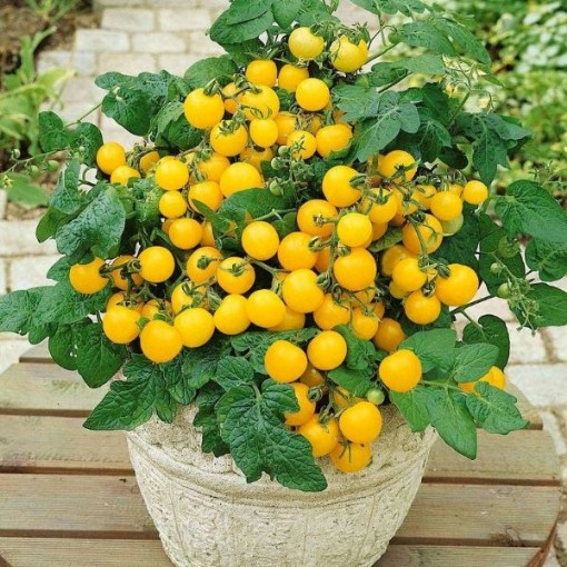 Patio Choice Yellow Tomato