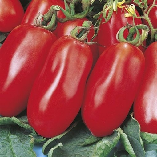 San Marzano Nano Tomato