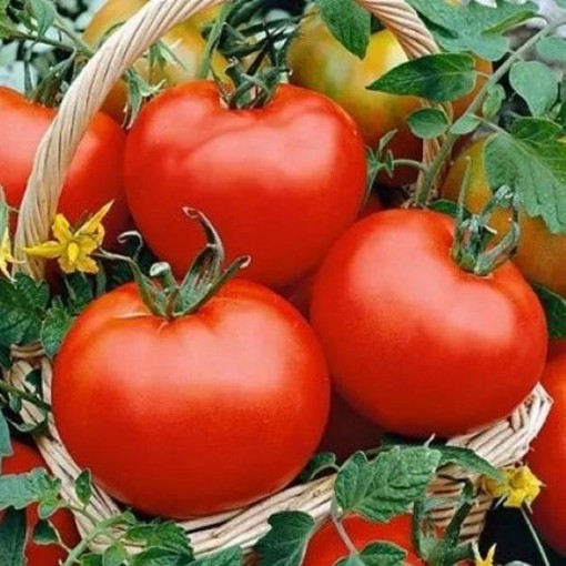 Floradade Tomato