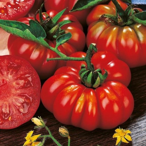 Costoluto Fiorentino Tomato