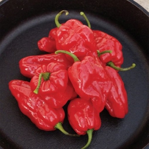 Roulette Habanero Peppers