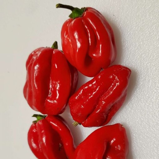Red Dominica Habanero Peppers