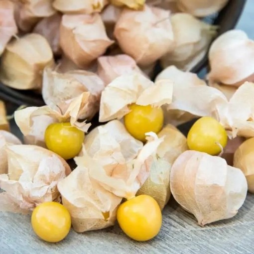 Aunt Molly Ground Cherry