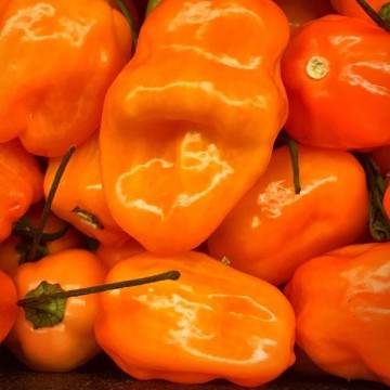 Scotch Bonnet Orange Pepper Seeds