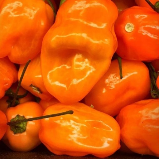 Scotch Bonnet Orange Peppers