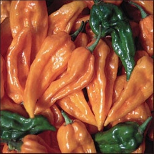 Fatalii Orange Peppers