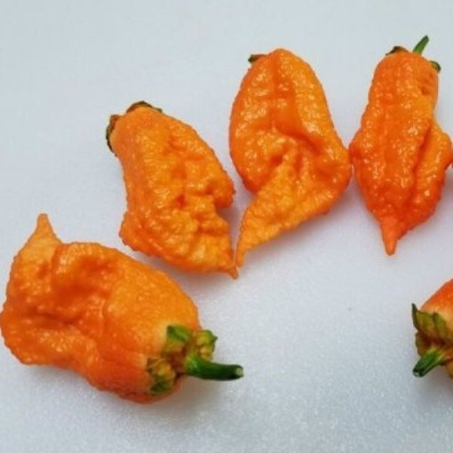7 Pot Bubblegum Orange Peppers