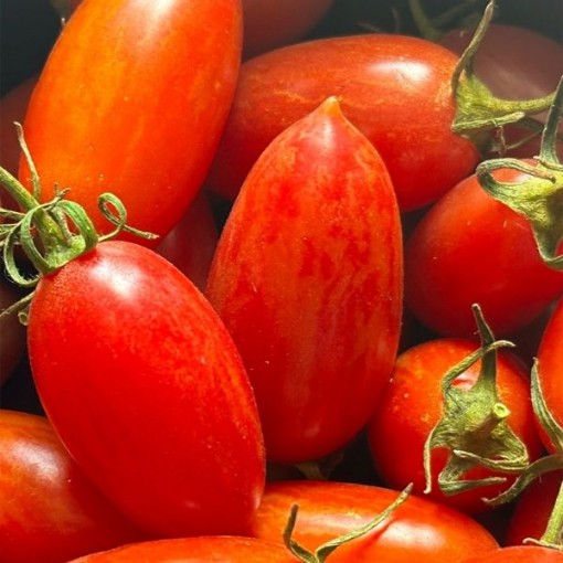 Maglia Rosa Tomato