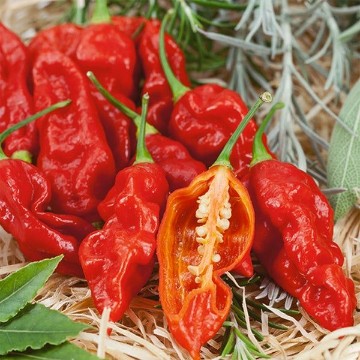 Wicked Ghost Pepper Seeds