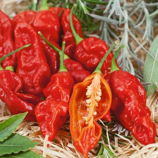 Wicked Ghost Peppers