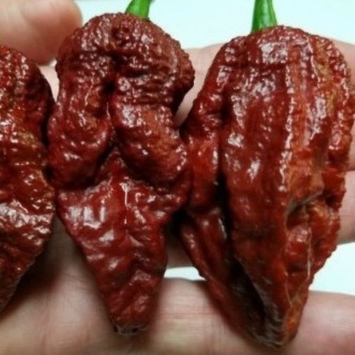 Bhutlah Chocolate Pepper Seeds