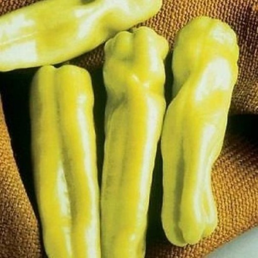 Biscayne Pepper Seeds
