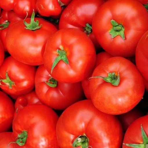 Caribe Tomato Seeds