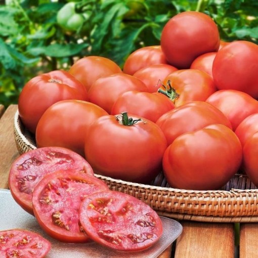 Heinz 1370 Tomato Seeds