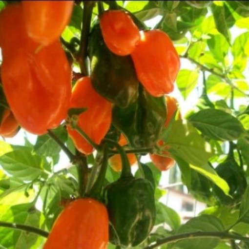 NuMex Trick or Treat Habanero Pepper Seeds