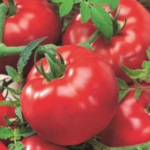 Delicious Tomato Seeds