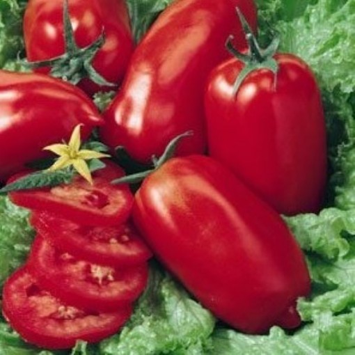 Roma VFN Tomato Seeds