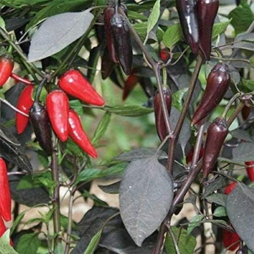 Count Dracula Pepper Seeds