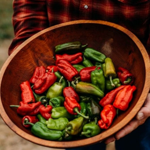 Dolmalik Pepper Seeds