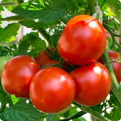 Oregon Spring Tomato Seeds