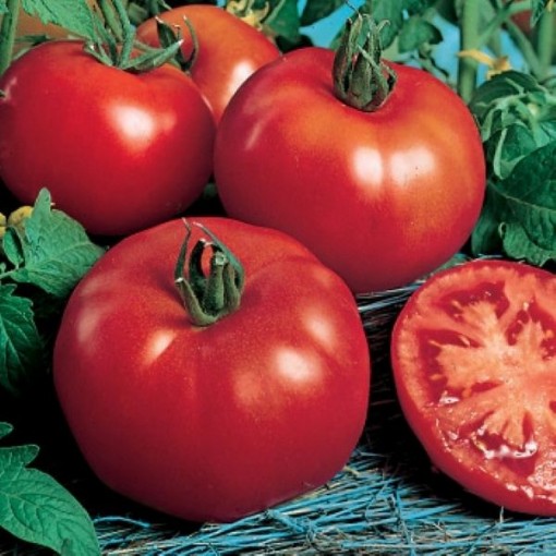 Rutgers Tomato Seeds