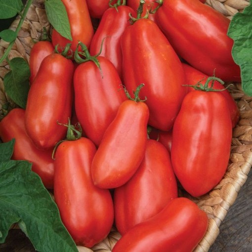San Marzano Indeterminate Tomato Seeds