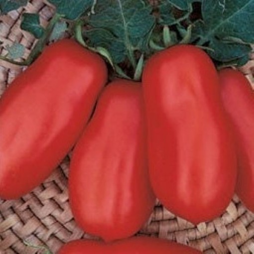 San Marzano II Tomato Seeds