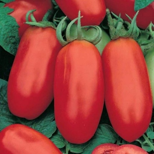 San Marzano Nano Tomato Seeds