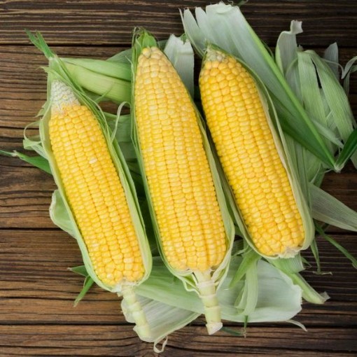 NK 199 Corn Seeds