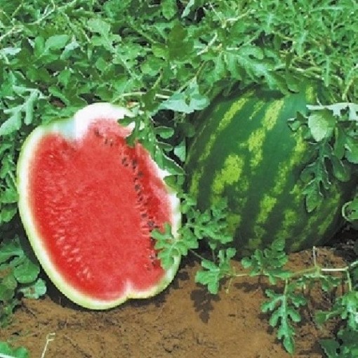 Topgun Watermelon Seeds