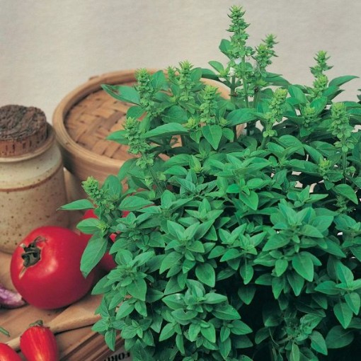 Spicy Globe Bush Basil Seeds