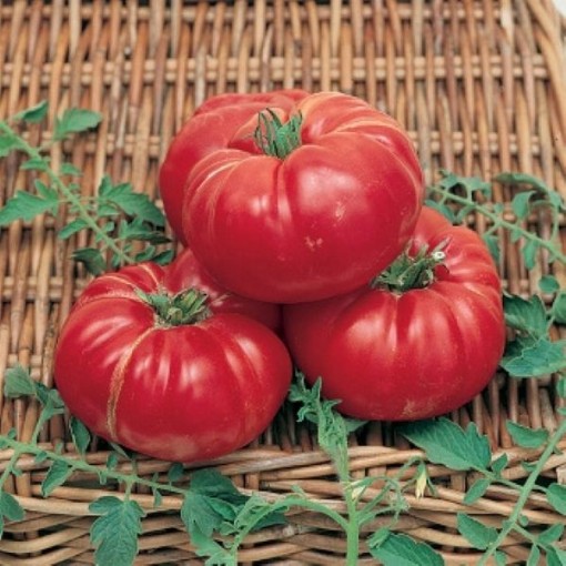 Soldacki Tomato Seeds