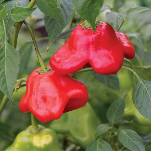 Mad Hatter Pepper Seeds