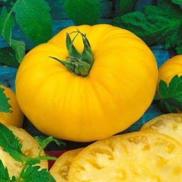 Giant Belgium Yellow Tomato Seeds